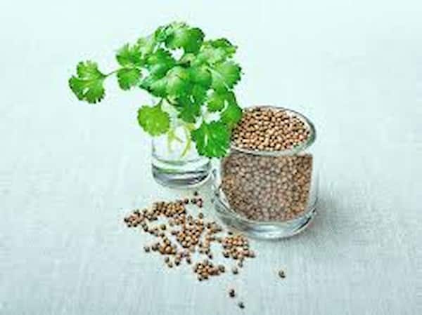 تصویر 5 از قیمت تخم گشنیز عطاری + خرید باور نکردنی